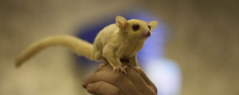 蜜袋鼯叫声太大怎么办