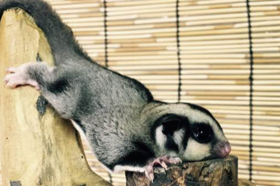 蜜袋鼯咬人出血怎么办