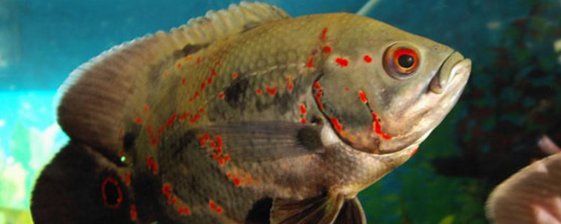 养地图鱼要注意什么