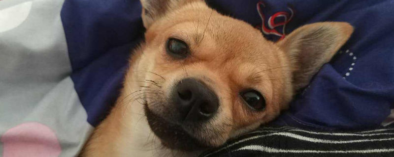 小鹿犬有体臭吗