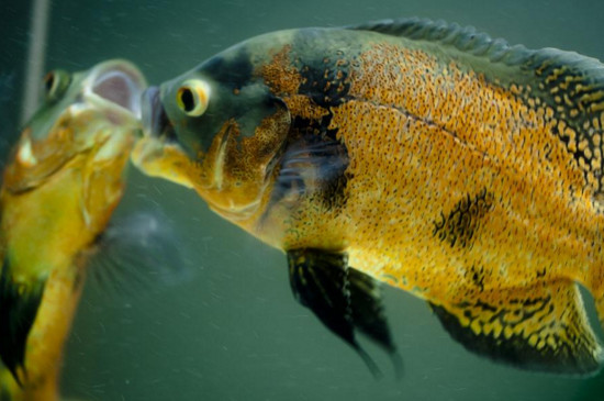 地图鱼白霜病能自愈吗