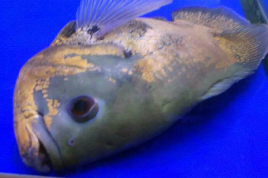 地图鱼白霜病能自愈吗