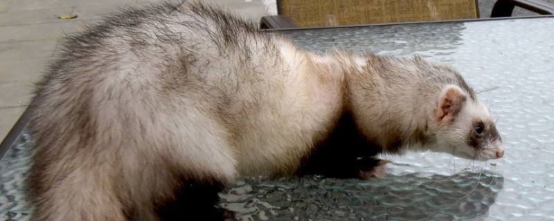 雪貂夏天怎么办