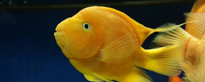 鹦鹉鱼换水后死的原因