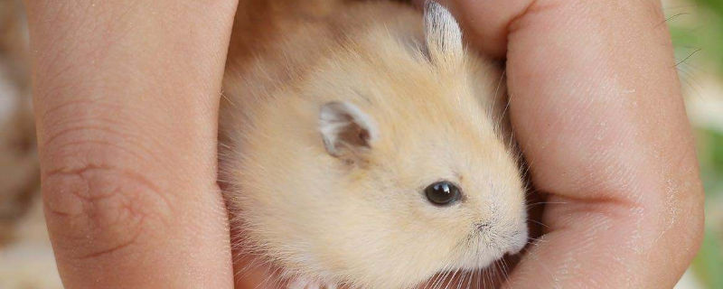 金丝熊可以不用木屑吗