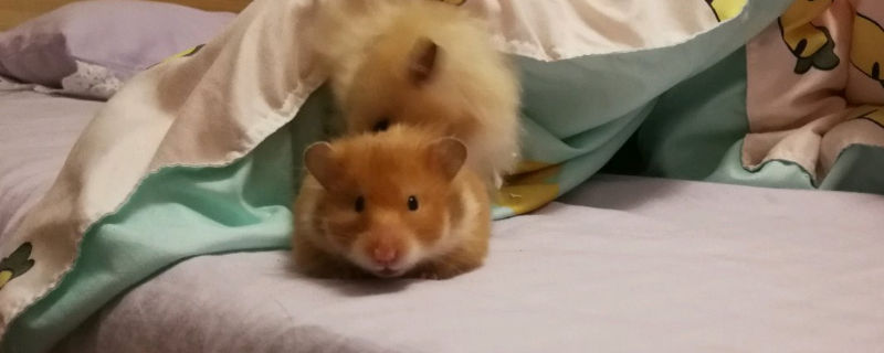 金丝熊味道大怎么办