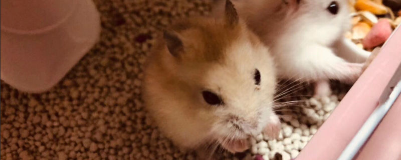 金丝熊炸毛怎么办