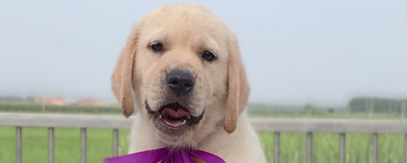 拉布拉多磨牙期多久