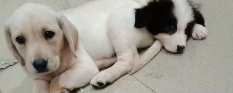 拉布拉多不听话能打吗