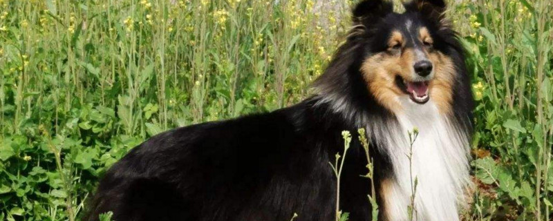 喜乐蒂掉毛严重怎么办