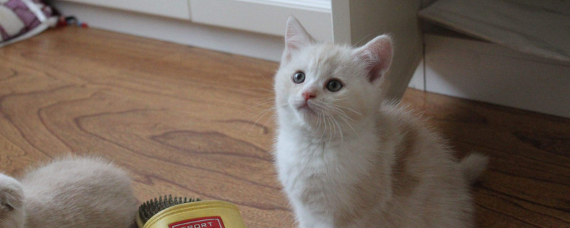 一个月小猫吃鸡蛋黄吗