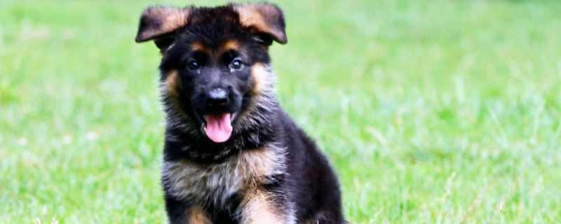 幼犬一直拉稀怎么办