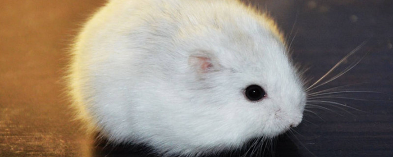 仓鼠打喷嚏