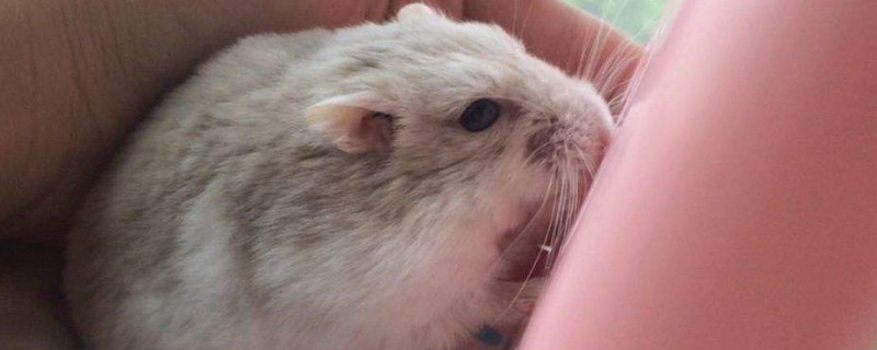 仓鼠剪牙会疼吗