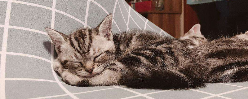 两只小猫一起养不亲人