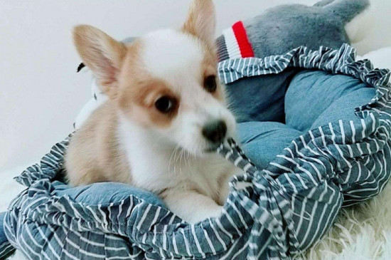 狗狗喷杀虫剂后一直叫