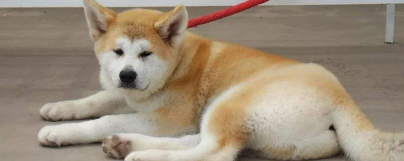 一般人养得起秋田犬吗