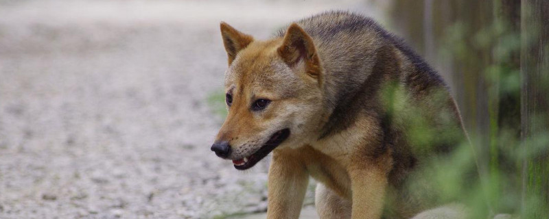 田园犬是什么狗