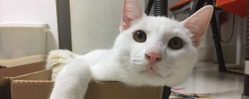 猫耳朵边缘发黑