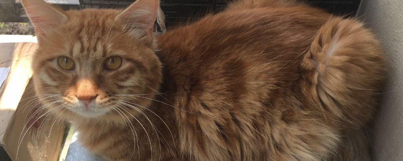 猫突然站不起来侧躺着