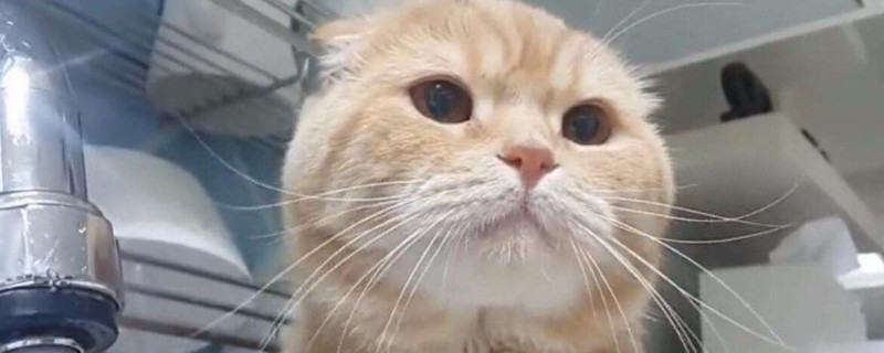 猫硬了是假死么