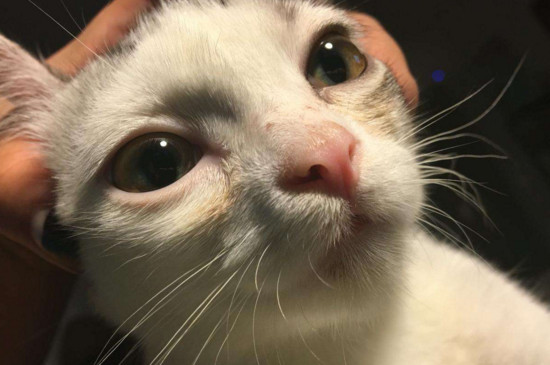 猫咪突然单只眼睛红肿