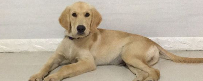 金毛尴尬期都很瘦吗