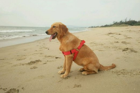 金毛尴尬期都很瘦吗