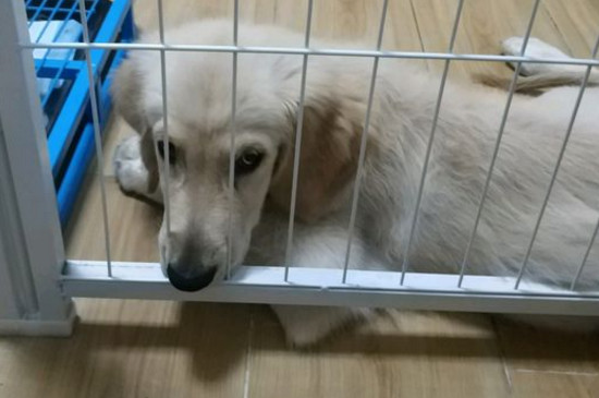 金毛尴尬期都很瘦吗