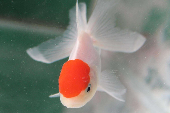 鸿运当头金鱼炸鳞了怎么办?