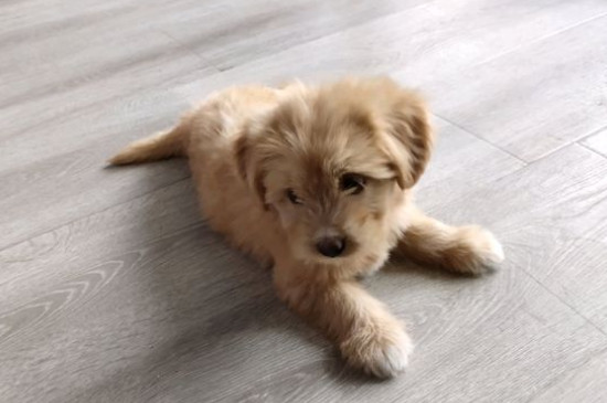 狗能吃梨吗
