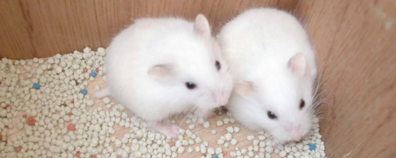 仓鼠嘴巴旁边长肉球