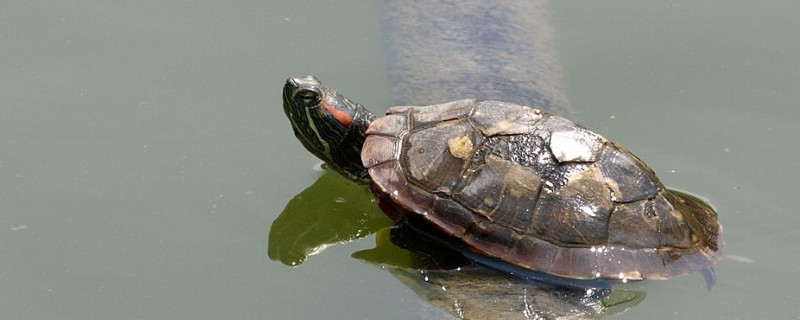 乌龟逃跑了会去哪里