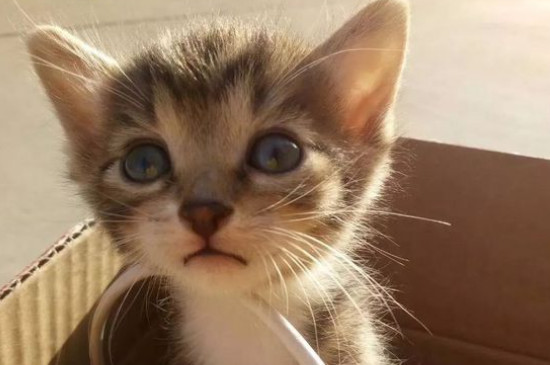猫瘟会自愈吗