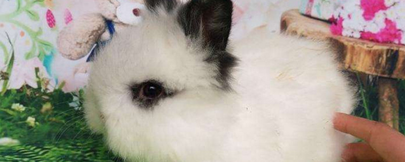 猫猫兔生气的表现