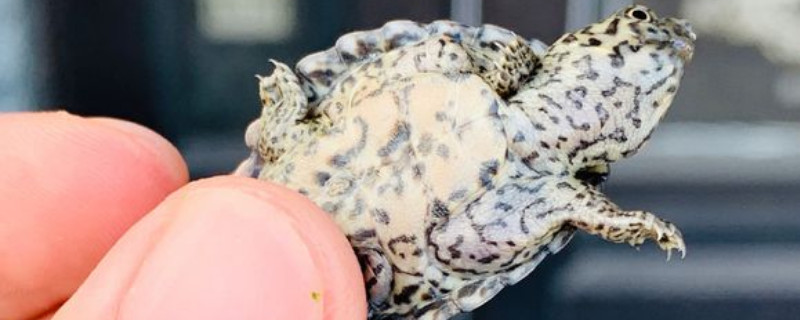 剃刀龟喂什么长得快