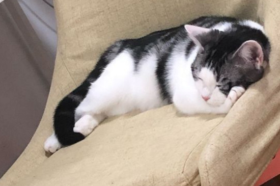 五个月的猫认主吗