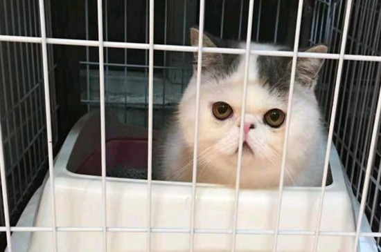 五个月的猫认主吗