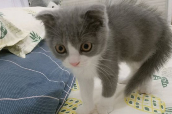 猫会不会认主
