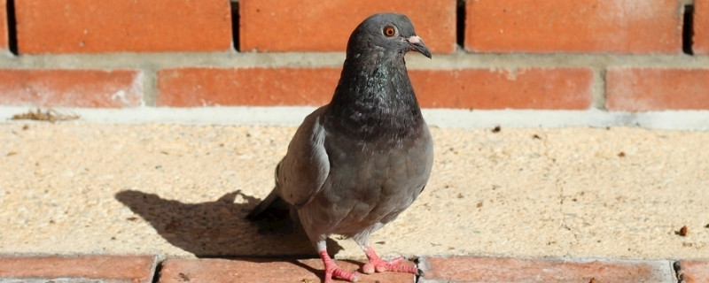 鸽子身上长鸽痘怎么办