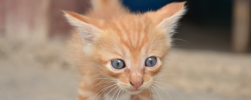 幼猫晚上叫是为什么