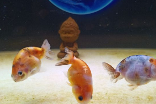 兰寿金鱼好养吗