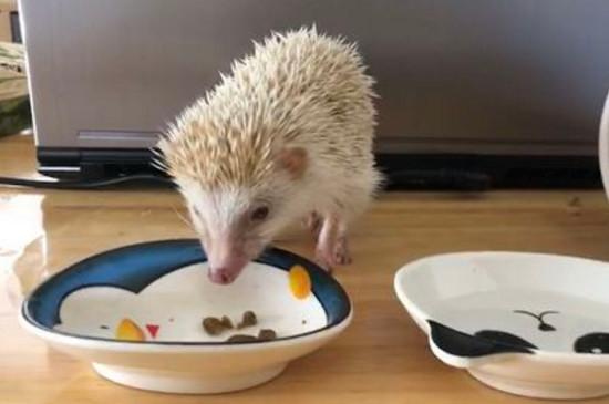 刺猬叫是怎么回事