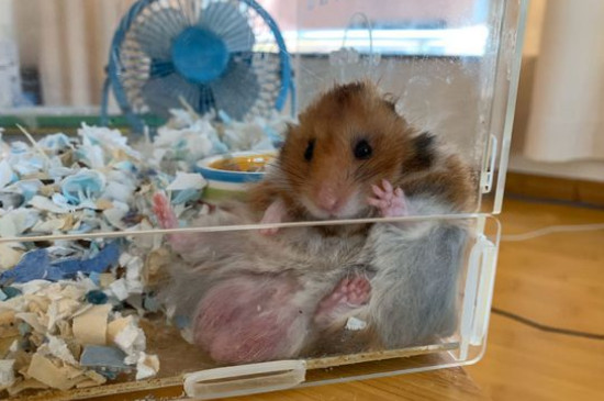 金丝熊和仓鼠能配种吗