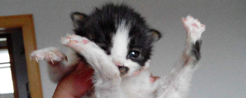 怎么才能让猫不怕自己