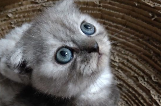 怎么才能让猫不怕自己