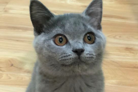 怎么才能让猫不怕自己