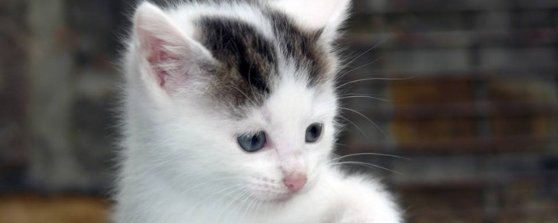 怎么做才能让猫喜欢上你