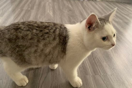 怎么做才能让猫喜欢上你