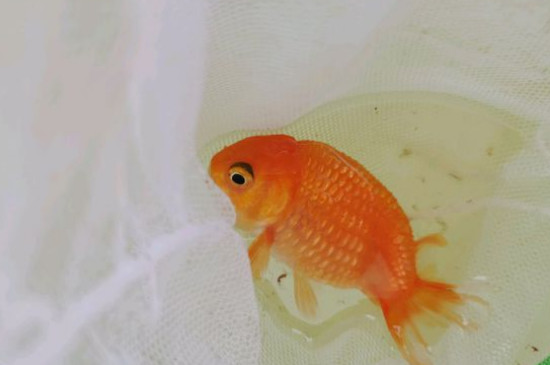 金鱼几天换一次水